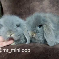 خرگوش مینی لوپ tedy برفی اسکاتلندی