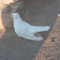 کبوتر پیدا شده