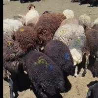 فروش میش با بره