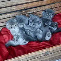 اسکاتیش بلو نر|گربه|کرج, شهرک جهاننما|دیوار