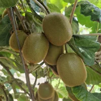کیوی تازه برای امسال