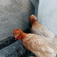 مرغ کاکلی طاقچه جوان