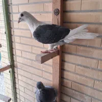 دوکت پلاکی سیاه|پرنده|شاهین‌شهر, نبوت|دیوار