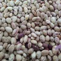 لوبیا چیتی تمیز