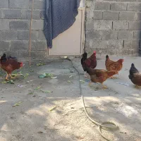 تخم مرغ و اردک