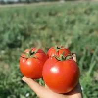 گوجه فرنگی سر زمین