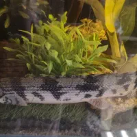 ماهی پولی 40 سانت