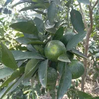 نارنگی نوبرانه شیرین