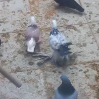 کبوتر|پرنده|تبریز, |دیوار