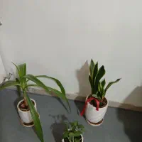 گل زیبا|گل و گیاه طبیعی|شاهینشهر, شهرک گلدیس|دیوار