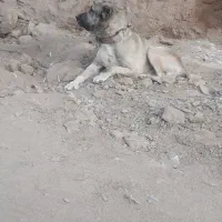 واگذاری سگ سرابی|سگ|تفت, |دیوار