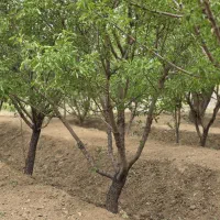 باغ بادام و سنجد در کنار اتوبان آذرشهر عجب شیر|فروش زمین و ملک کلنگی|آذرشهر, |دیوار