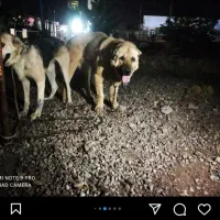 واگذاری ماده پژدر|سگ|مشهد, بلال|دیوار