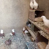 کبوتر پرشی به شرط