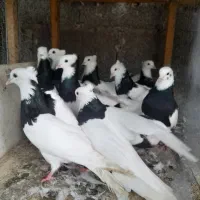 کبوتر طوقی و چادری