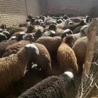 با سلام تعداد تعدادی بره نر