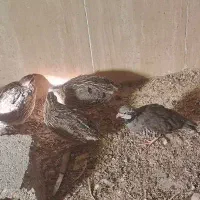 تخم بلدرچین نطفه دار