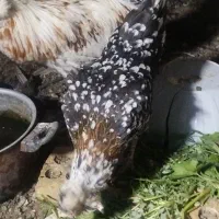 مرغ و خروس گلین