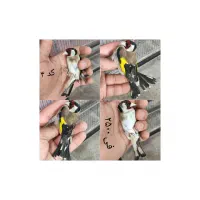 سهره   و  قفس
