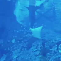 اقامت امارات در اسرع وقت|خدمات حمل و نقل|شیراز, باغ تخت|دیوار