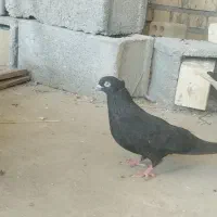 حراج زاغ