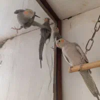 سلام ۴عروس هلندی پنج ماهه سینامون واهویی|پرنده|صباشهر, |دیوار
