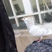 گم شده