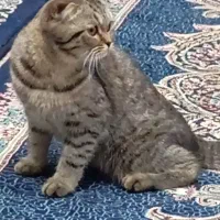 گربه اسکاتیش دبل فولد|گربه|رفسنجان, |دیوار