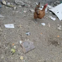 مرغ فروشی