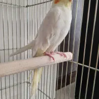 عروس هلندی جف تخم گذار|پرنده|اصفهان, ارغوانیه|دیوار