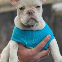 فرنچ بولداگ ژورنالی و خاص(وارداتی)معاوضه