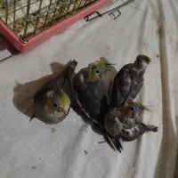 عروس هلندی سرلاکی|پرنده|فولادشهر, A2|دیوار