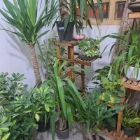 فروش خانگی انواع گل های آپارتمانی