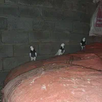 طوقی|پرنده|معمولان, |دیوار