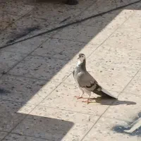 یک عدد کبوتر دمگیر گمشده