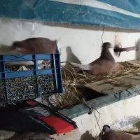 کبوتر تزئینی وپرشی|پرنده|طاهرگوراب, |دیوار