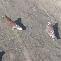 کبوتر|پرنده|نیشابور, شهرک بسیج|دیوار