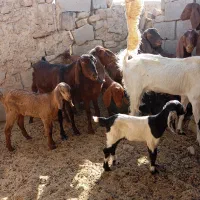 بز فروشی|حیوانات مزرعه|هیرمند, |دیوار