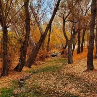 تور پاییزی دشتک ( ماسوله فارس)|تور و چارتر|شیراز, لاله|دیوار