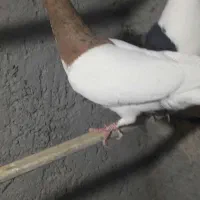 چپ زردماده یهودی هفرنگ ماده شصتی زرد گل دار|پرنده|قزوین, |دیوار