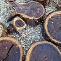 چوب کهور و ریشه کهور|صنایع دستی و سایر لوازم تزئینی|اهواز, کوروش|دیوار