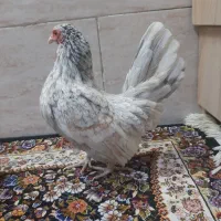 تخم مینیاتوری نطفه دار|حیوانات مزرعه|کهریزک, |دیوار