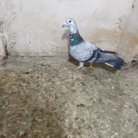 کفتر و عروس هلندی دستی