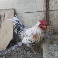 خروس گلین لری اصیل چهل تاج کیفیت بالا|حیوانات مزرعه|اصفهان, خرم|دیوار