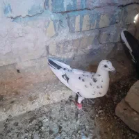 دوتاحیوان فروشی|پرنده|اسفراین, |دیوار