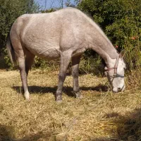 یه عدد مادیان چهارسال زیبا و عزیز