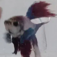 ماهی فایتر|ماهی|رشت, معلم|دیوار