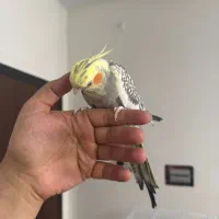 یک جفت عروس هلندی با قفس و پایه قفس|پرنده|ری, جوانمرد قصاب|دیوار