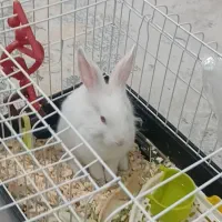 خرگوش نر