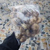 سیر سیاه فله|خوردنی و آشامیدنی|شیراز, شیشه‌گری|دیوار